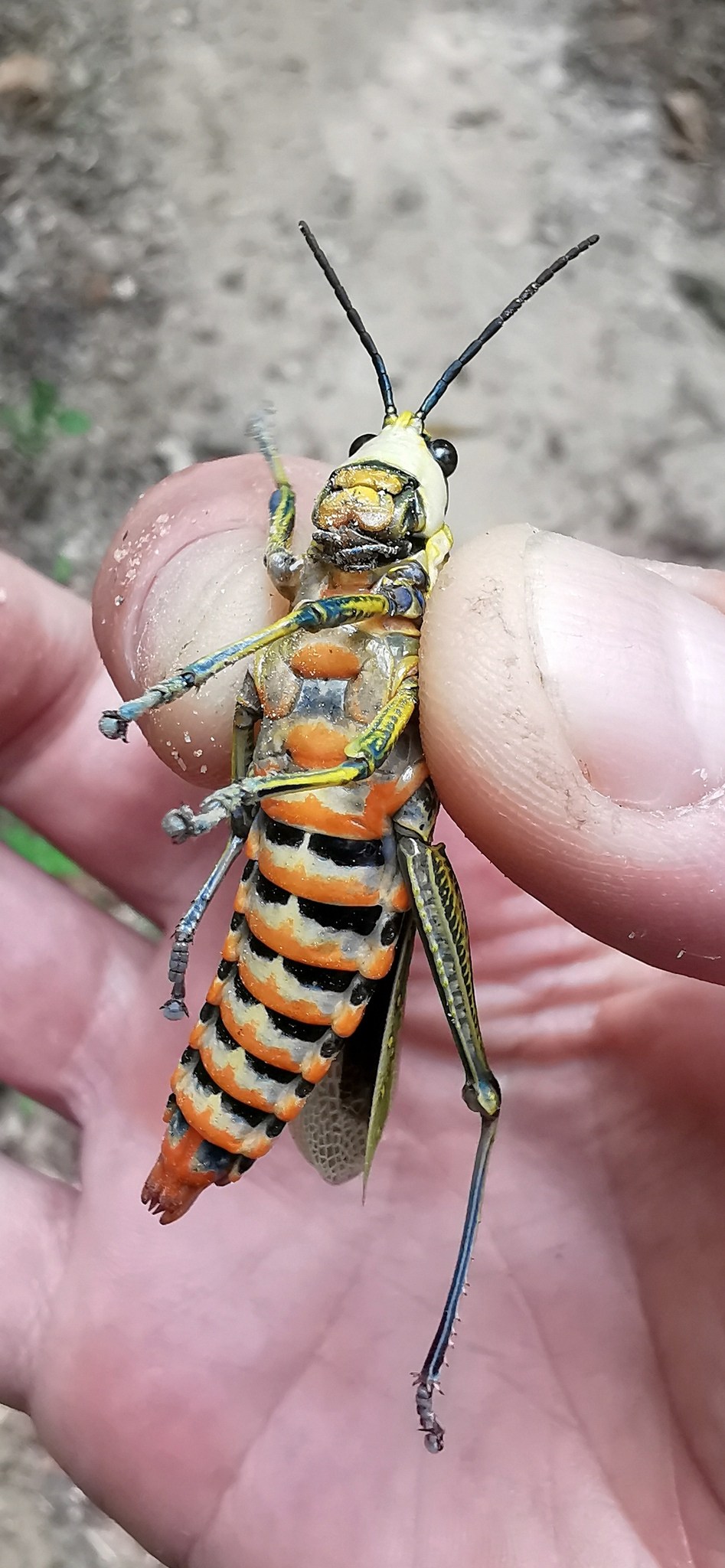 Aularches miliaris