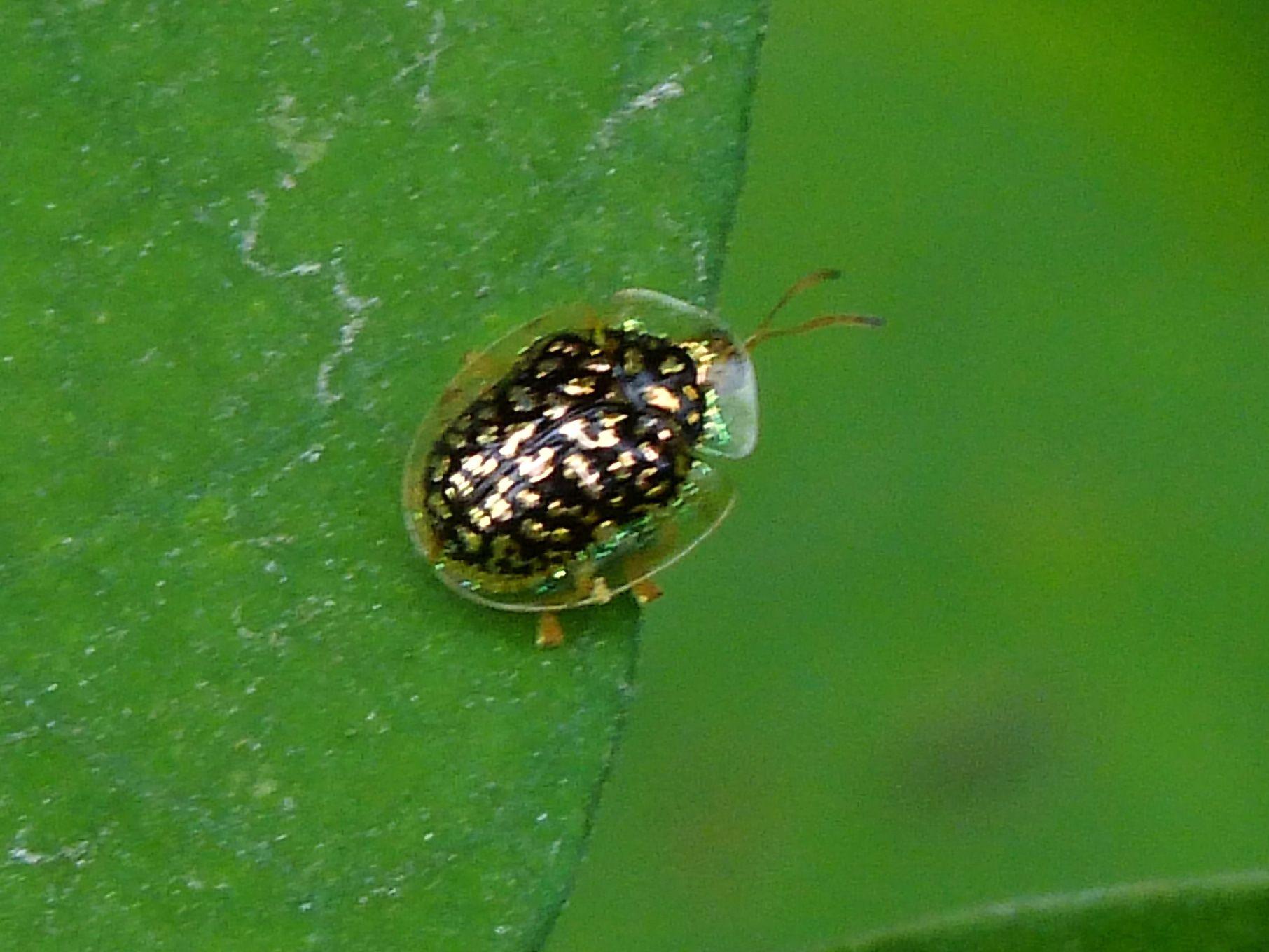Microctenochira cumulata