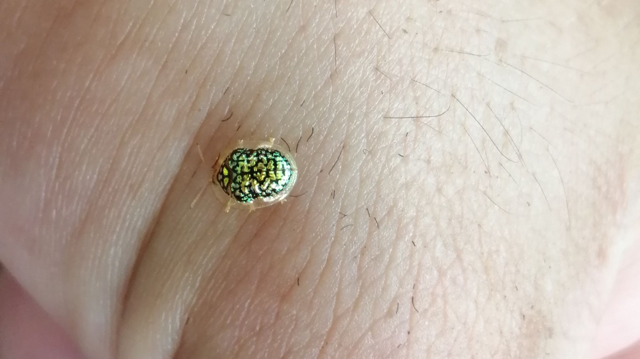 Microctenochira cumulata