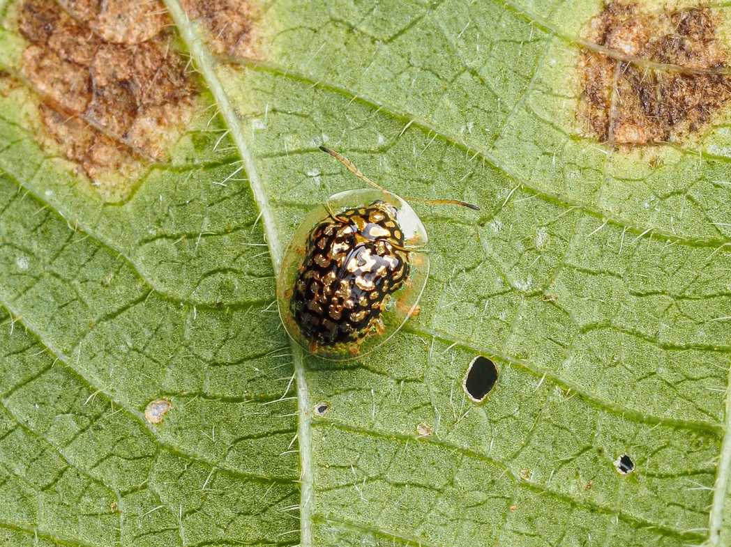Microctenochira cumulata