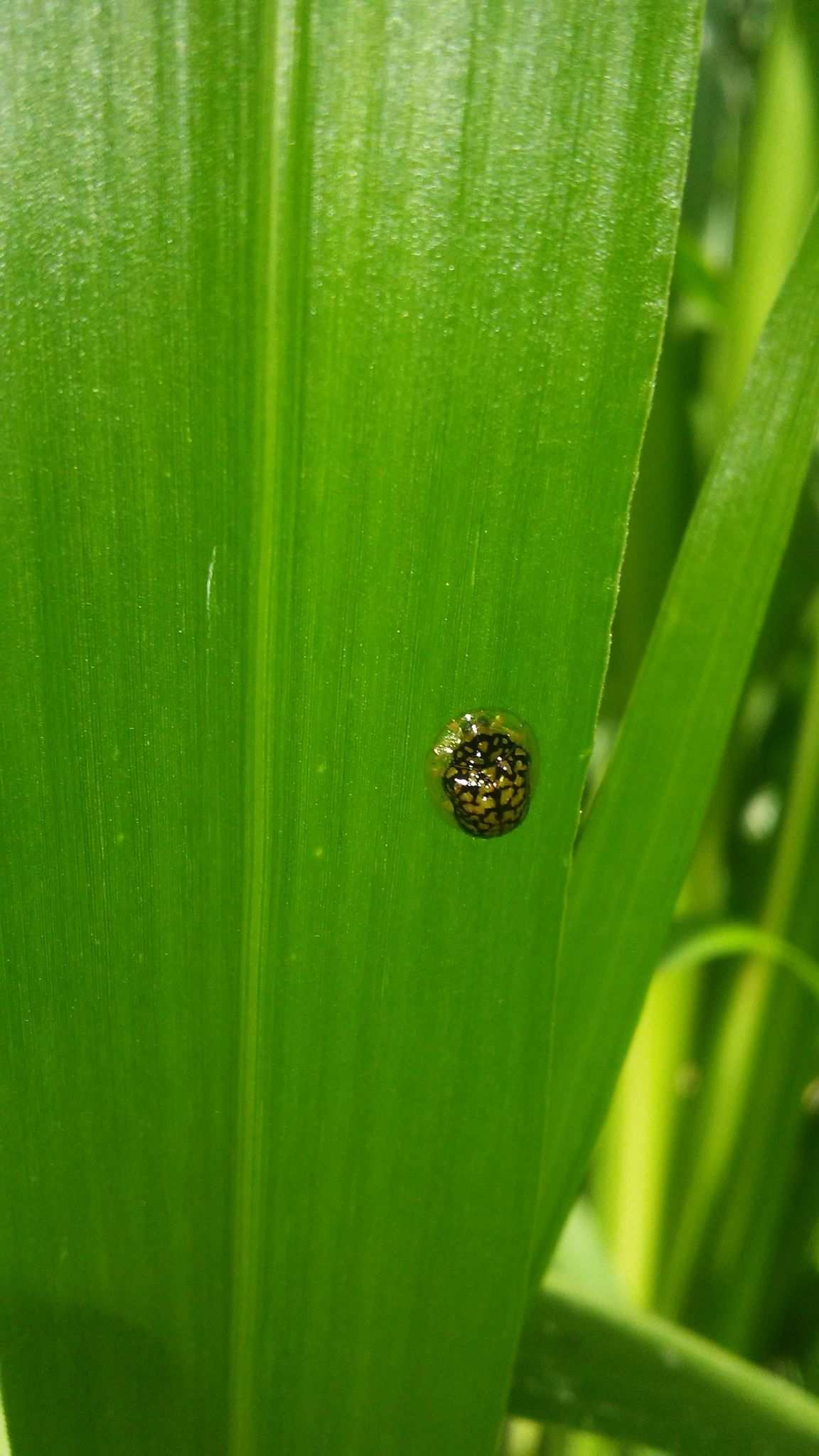 Microctenochira cumulata