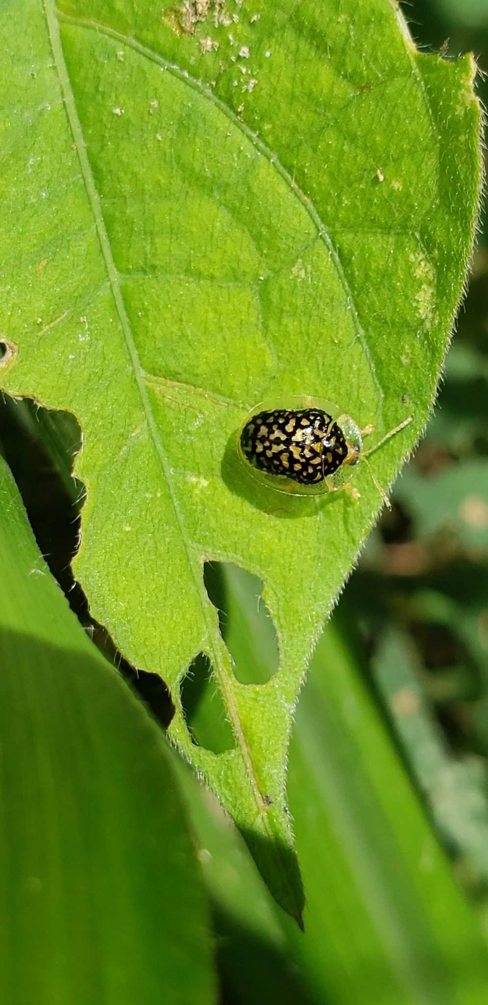 Microctenochira cumulata