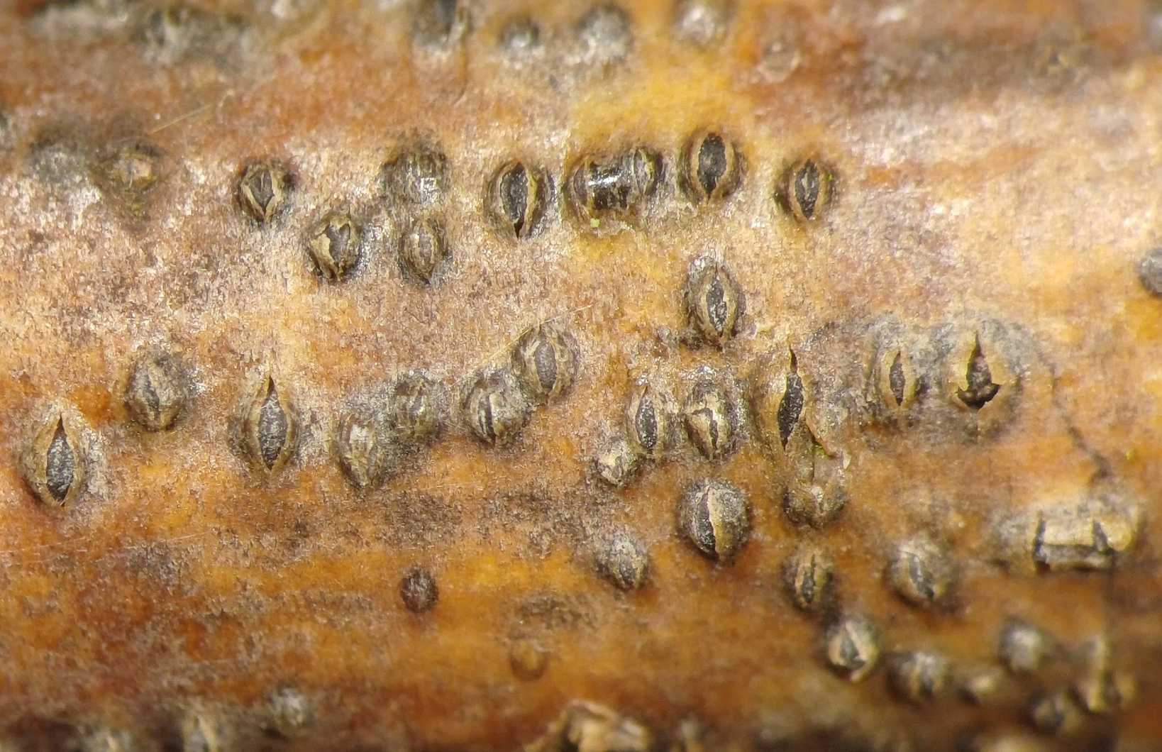 Diaporthe rudis