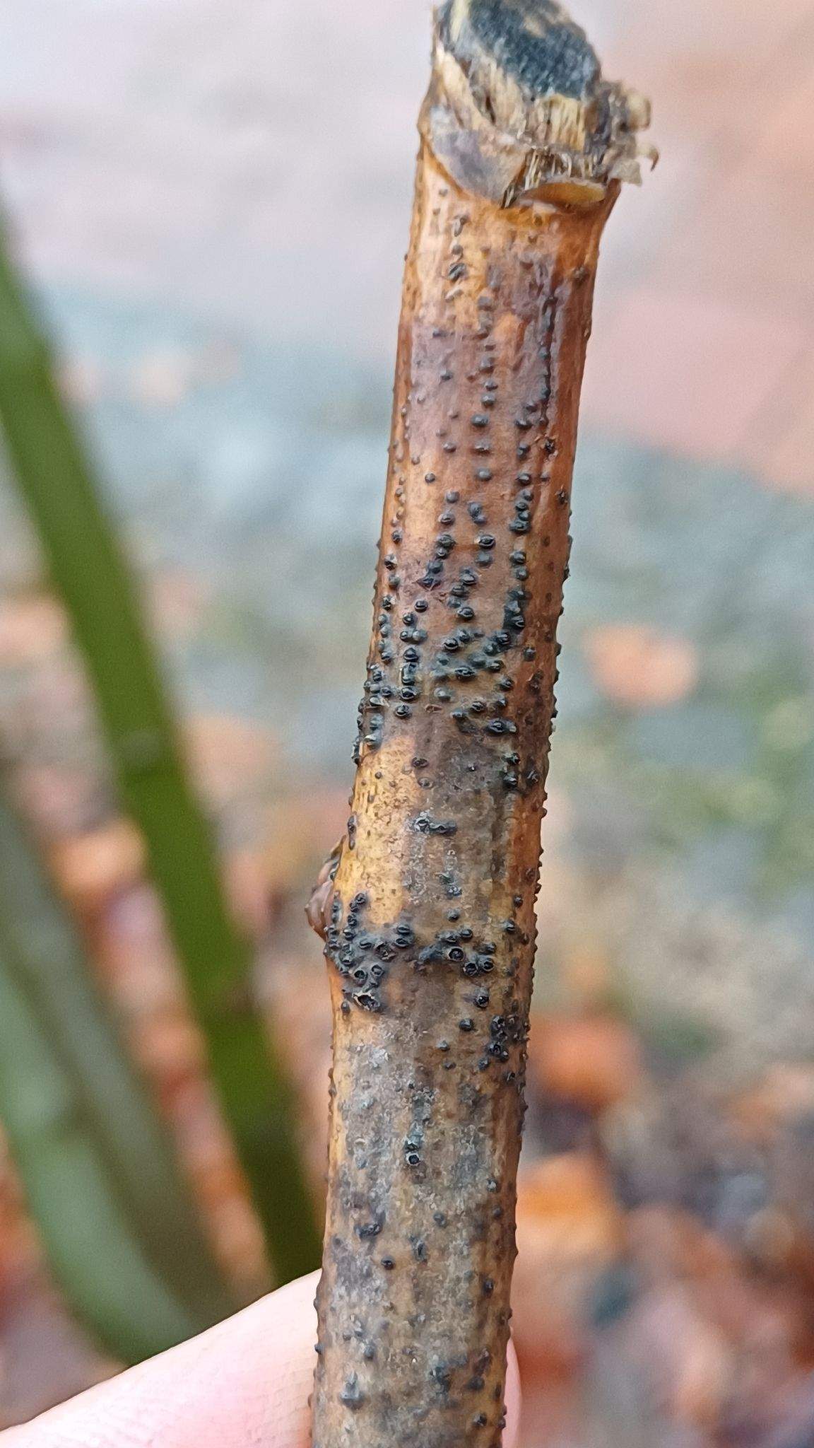 Diaporthe rudis