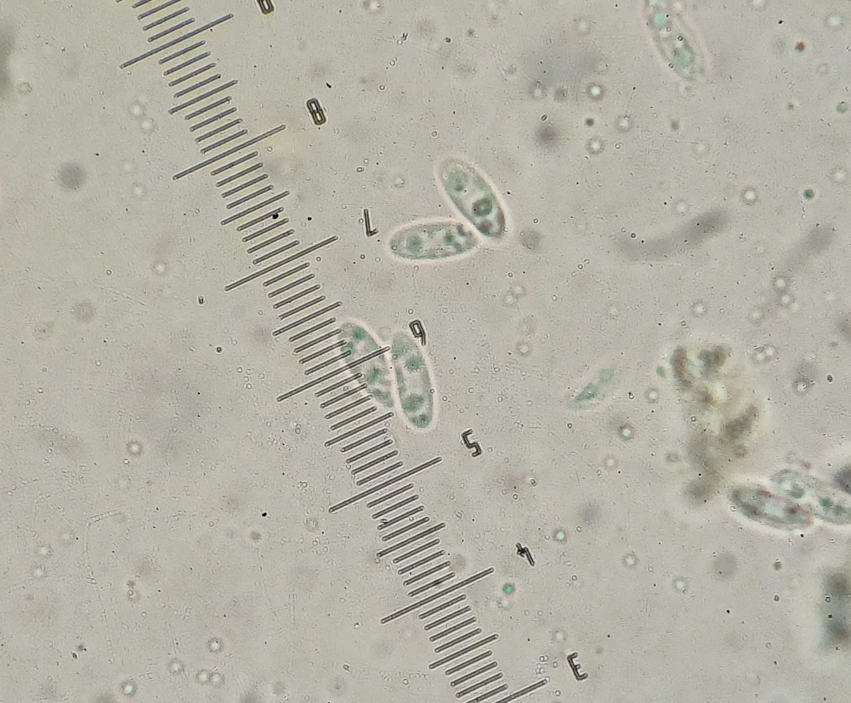 Diaporthe rudis