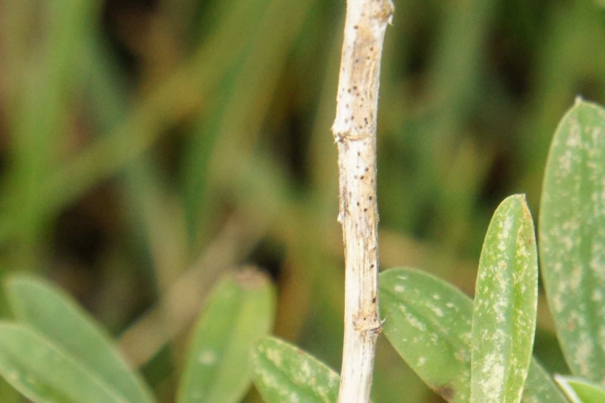 Diaporthe rudis
