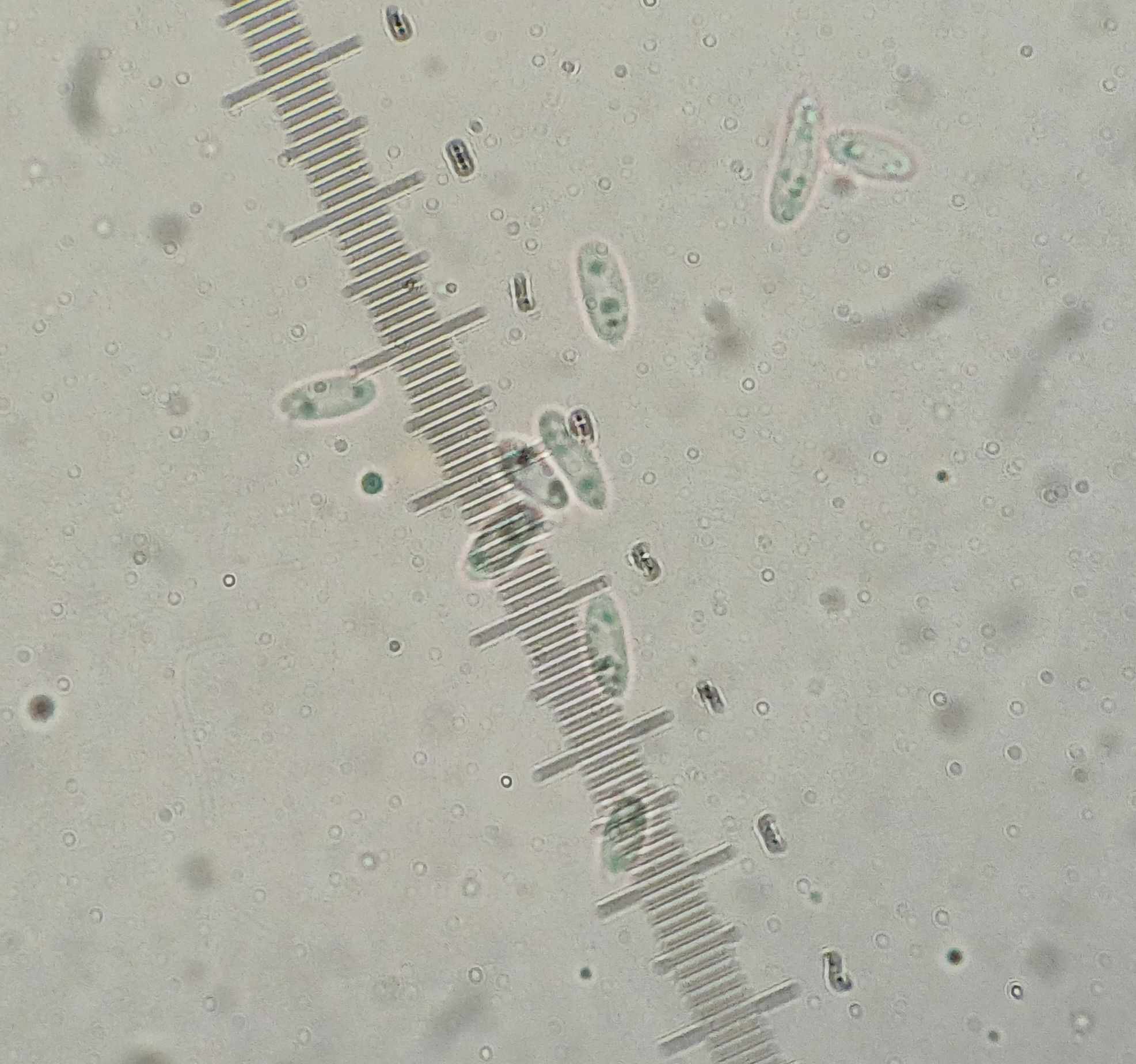 Diaporthe rudis