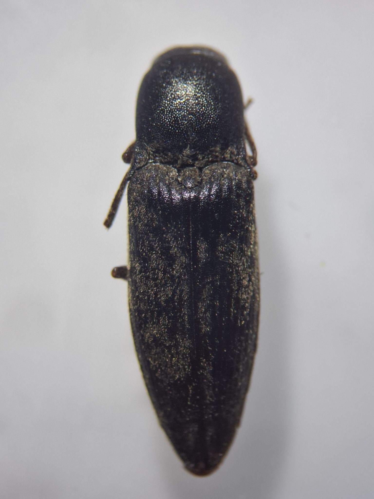Agriotes gurgistanus
