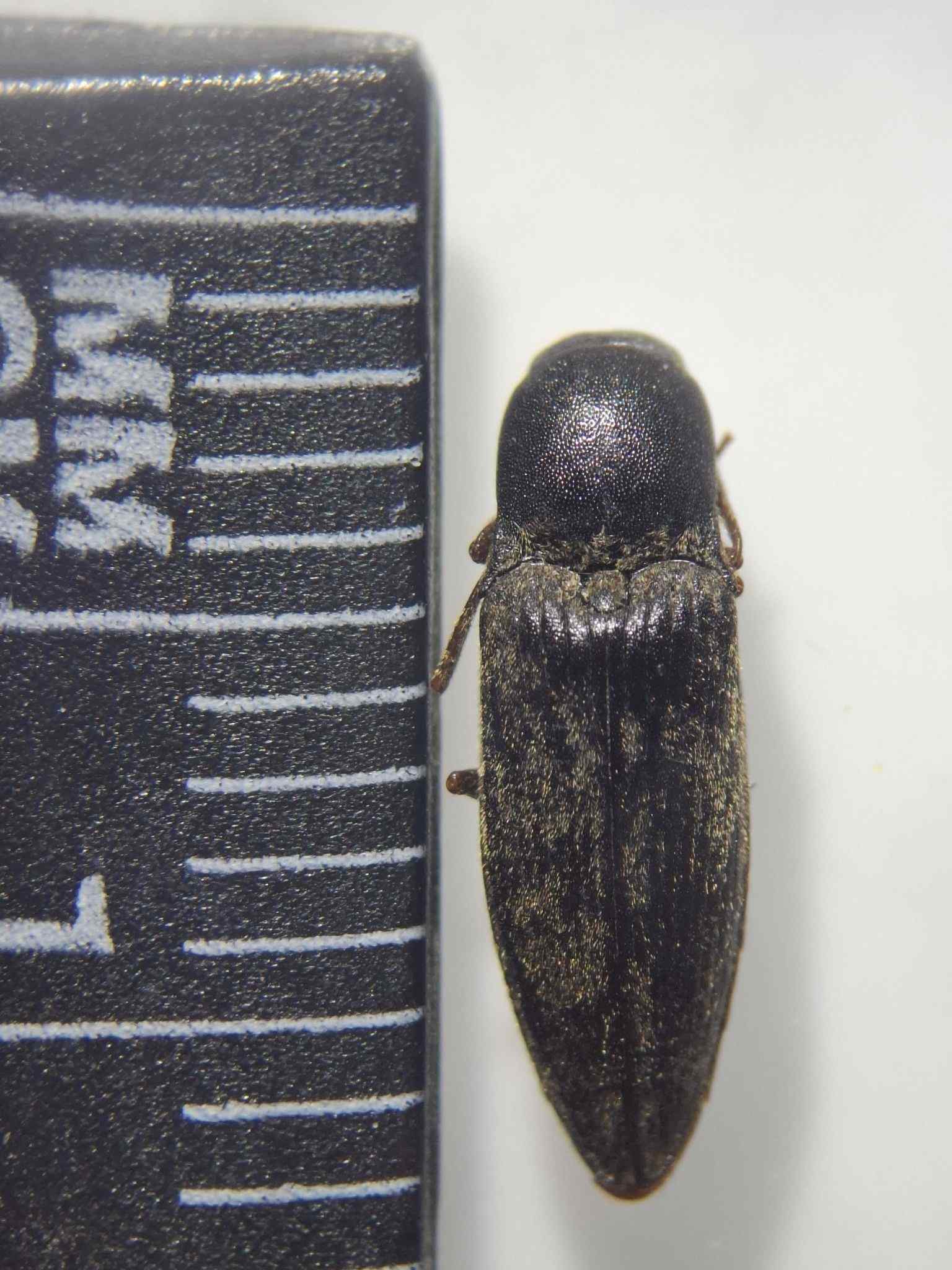 Agriotes gurgistanus