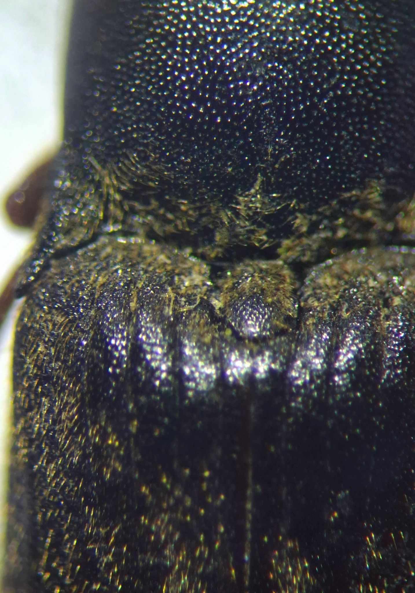 Agriotes gurgistanus