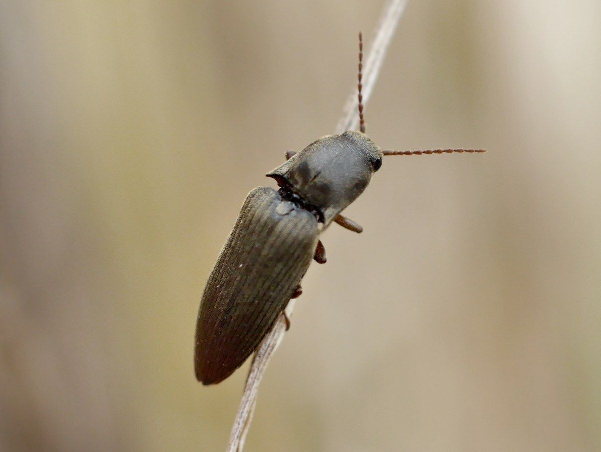 Agriotes gurgistanus