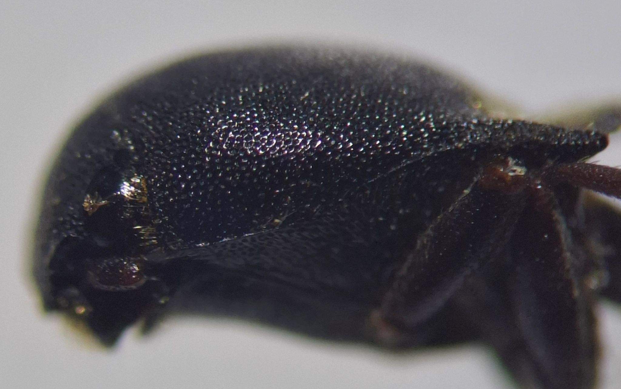 Agriotes gurgistanus