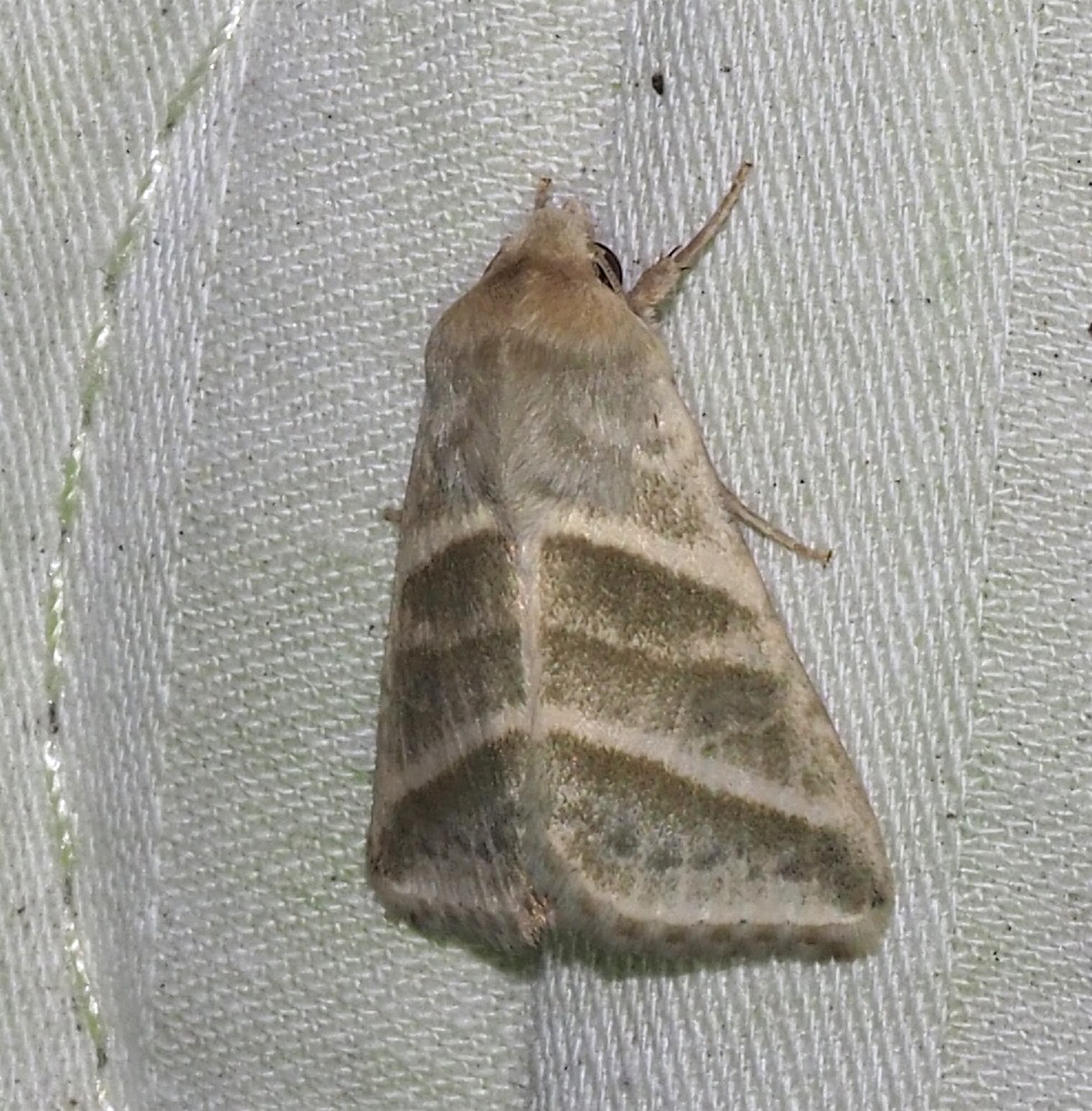 Heliothis subflexa