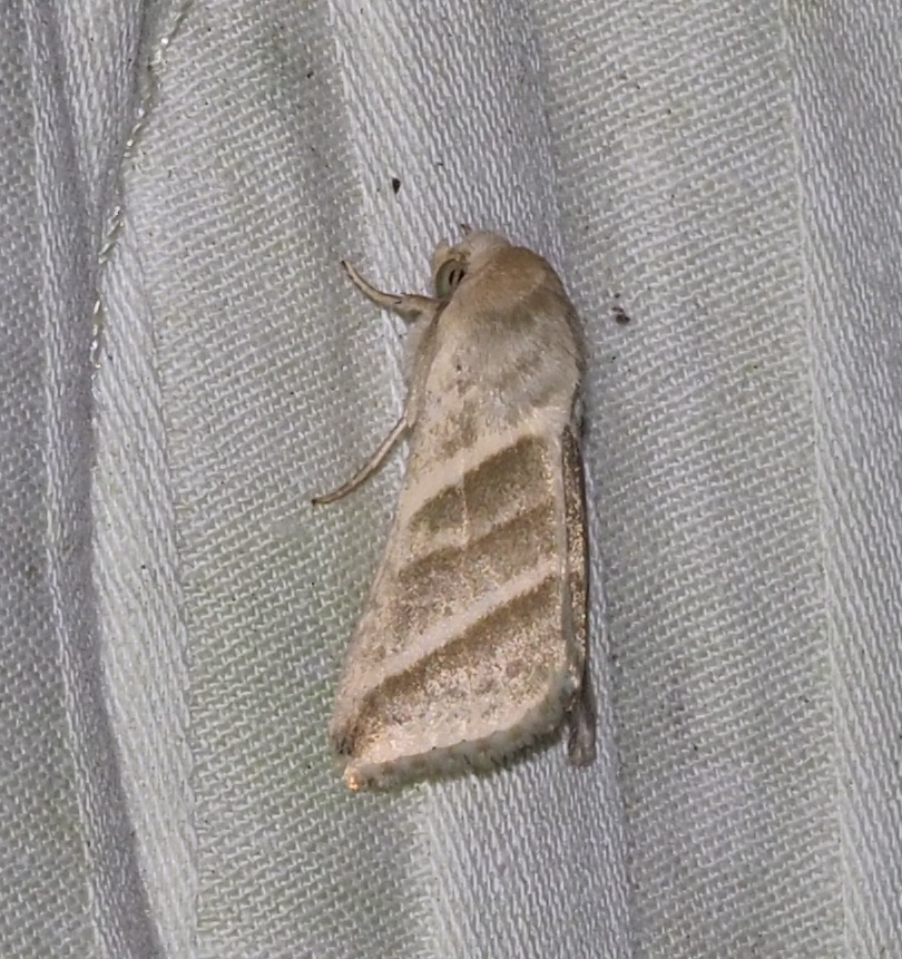 Heliothis subflexa