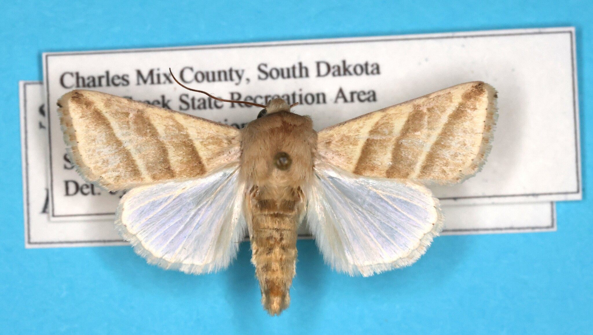 Heliothis subflexa