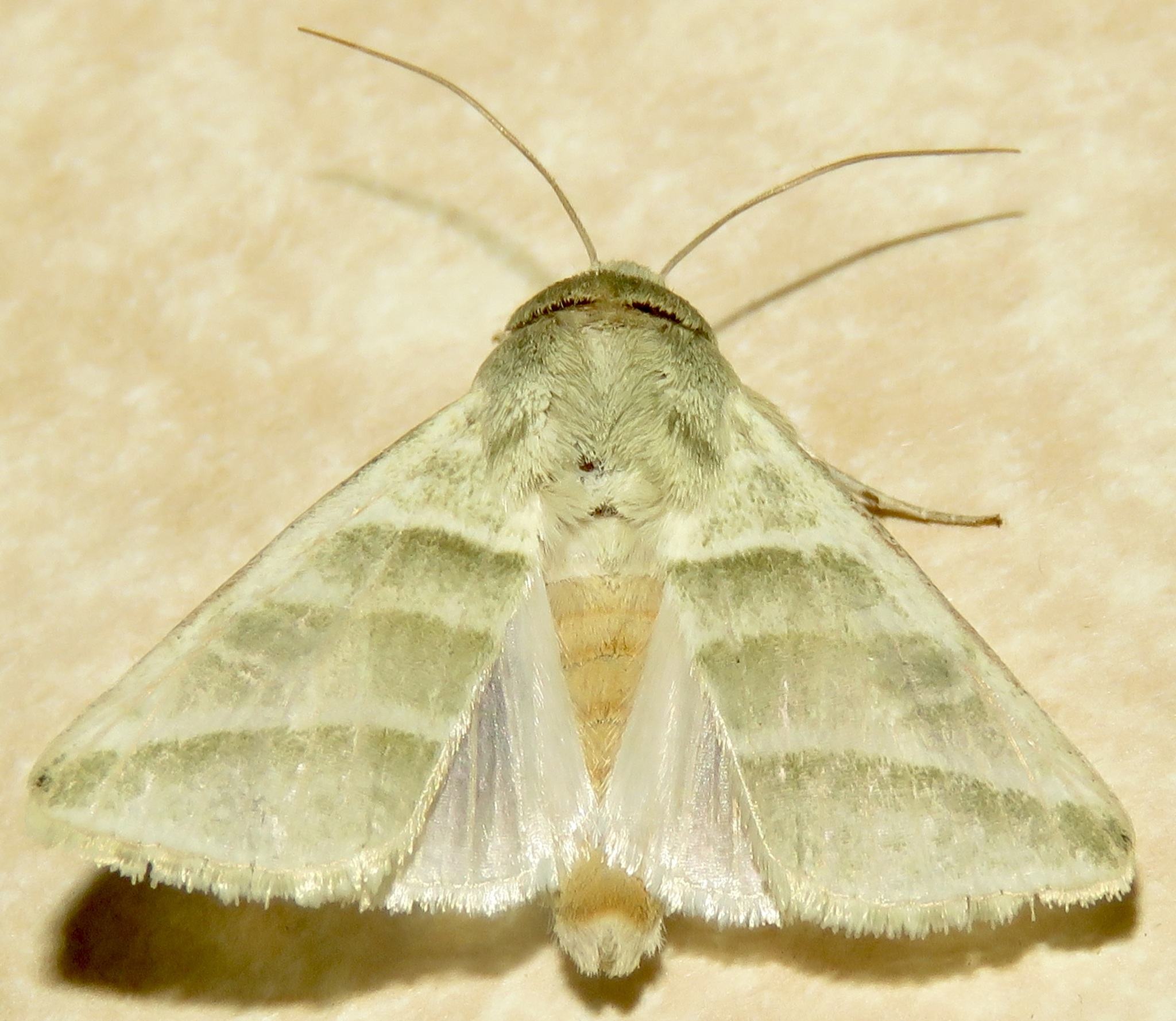 Heliothis subflexa