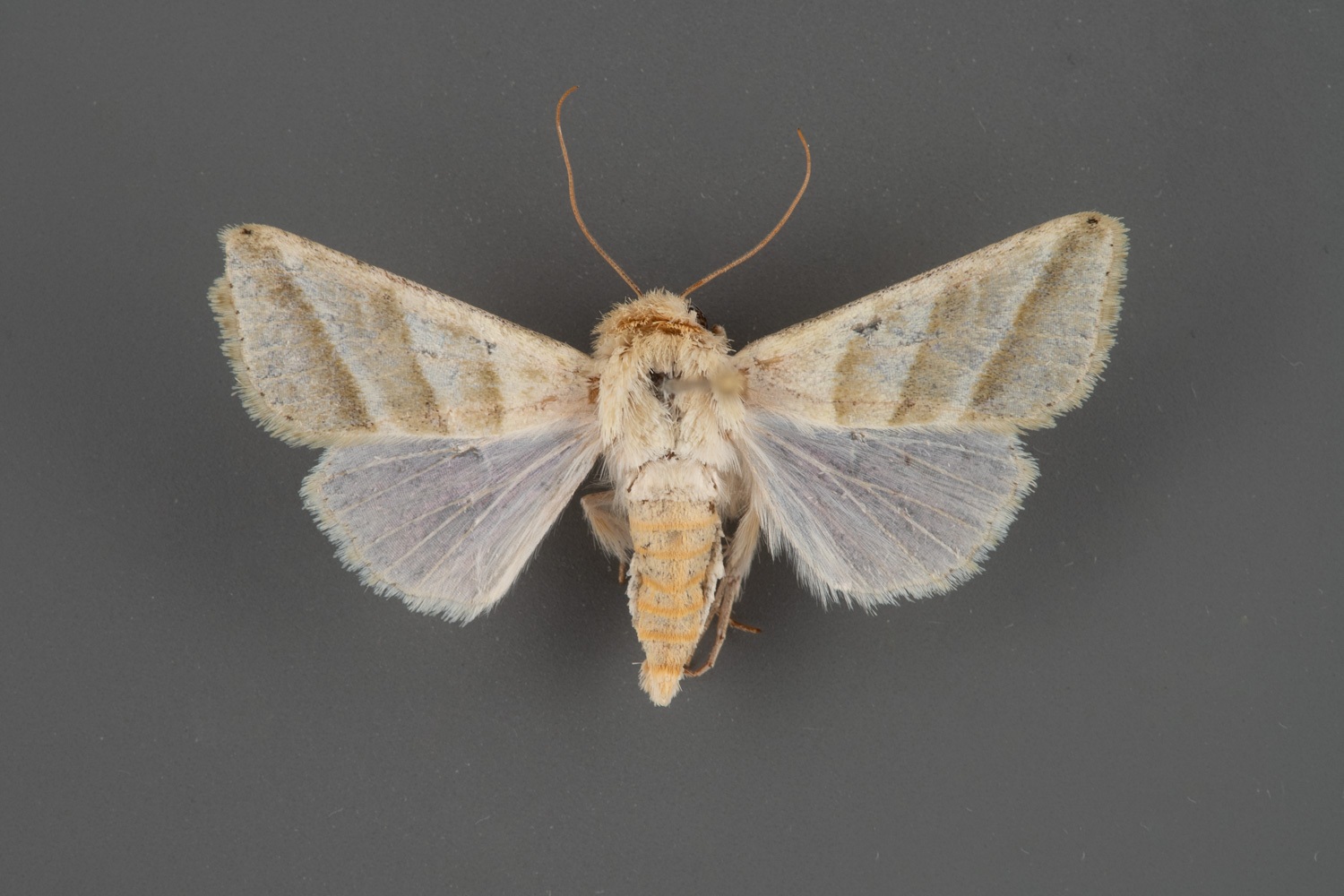Heliothis subflexa