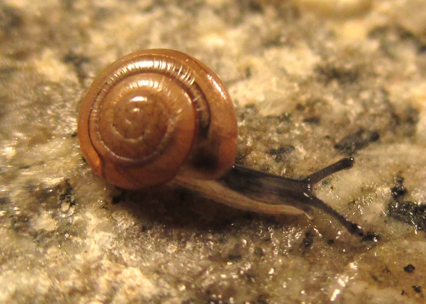 Zonitoides