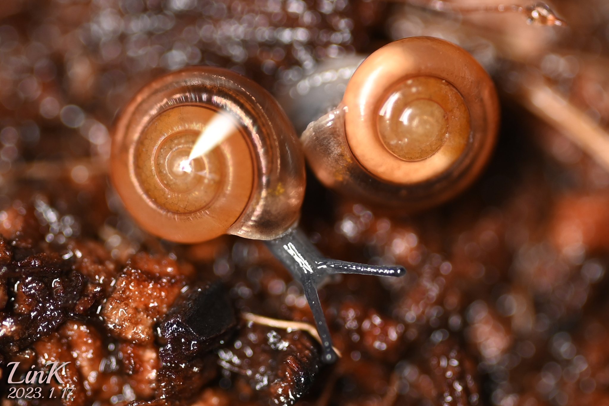 Zonitoides