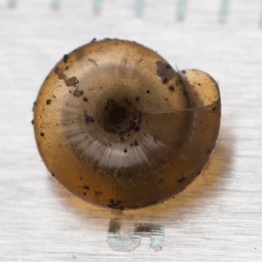 Zonitoides