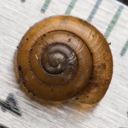 Zonitoides