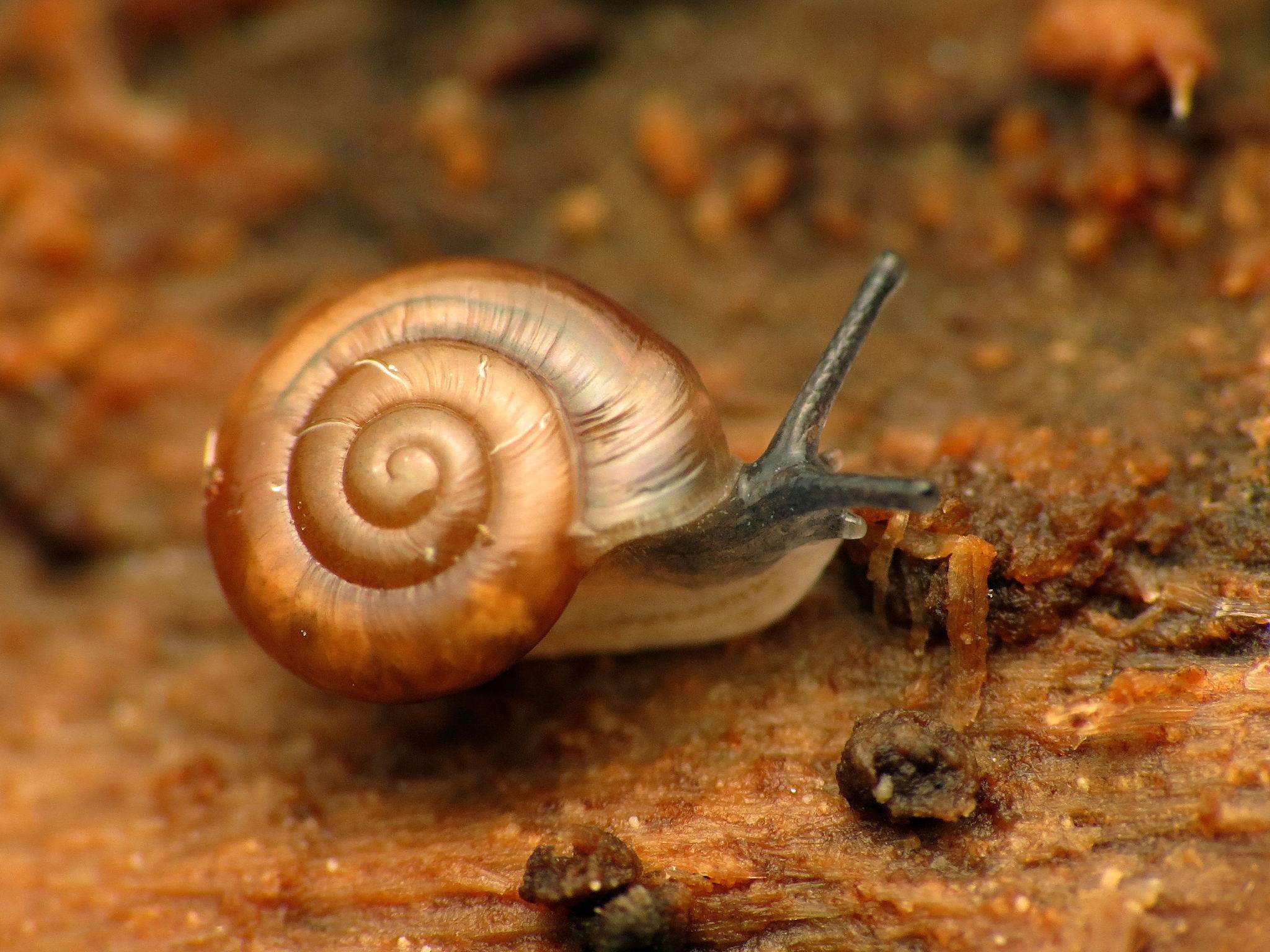 Zonitoides