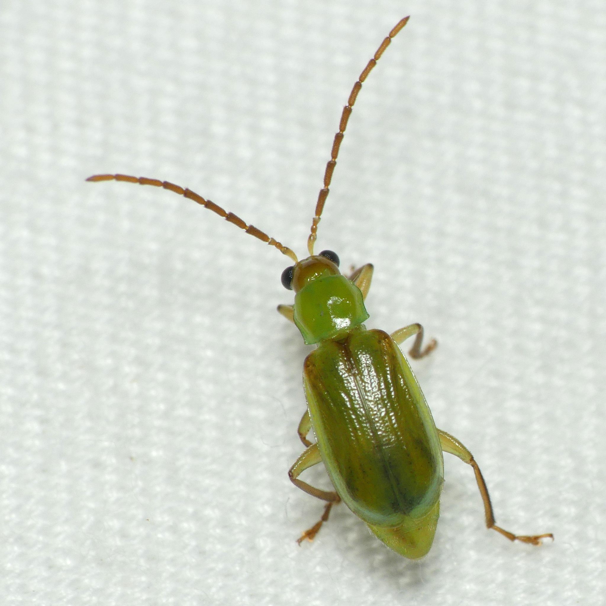 Diabrotica barberi