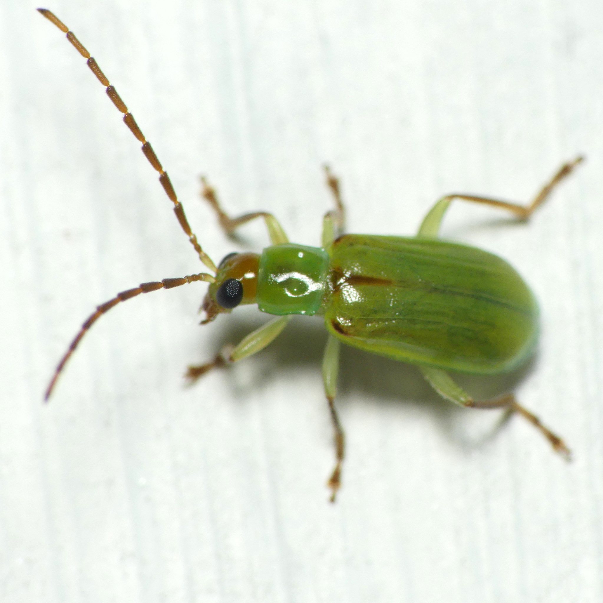 Diabrotica barberi