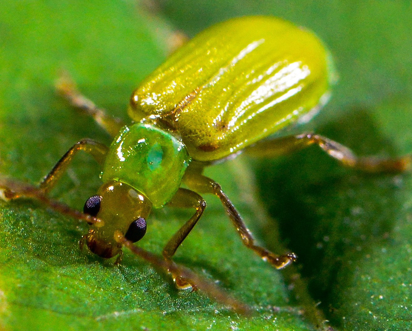 Diabrotica barberi