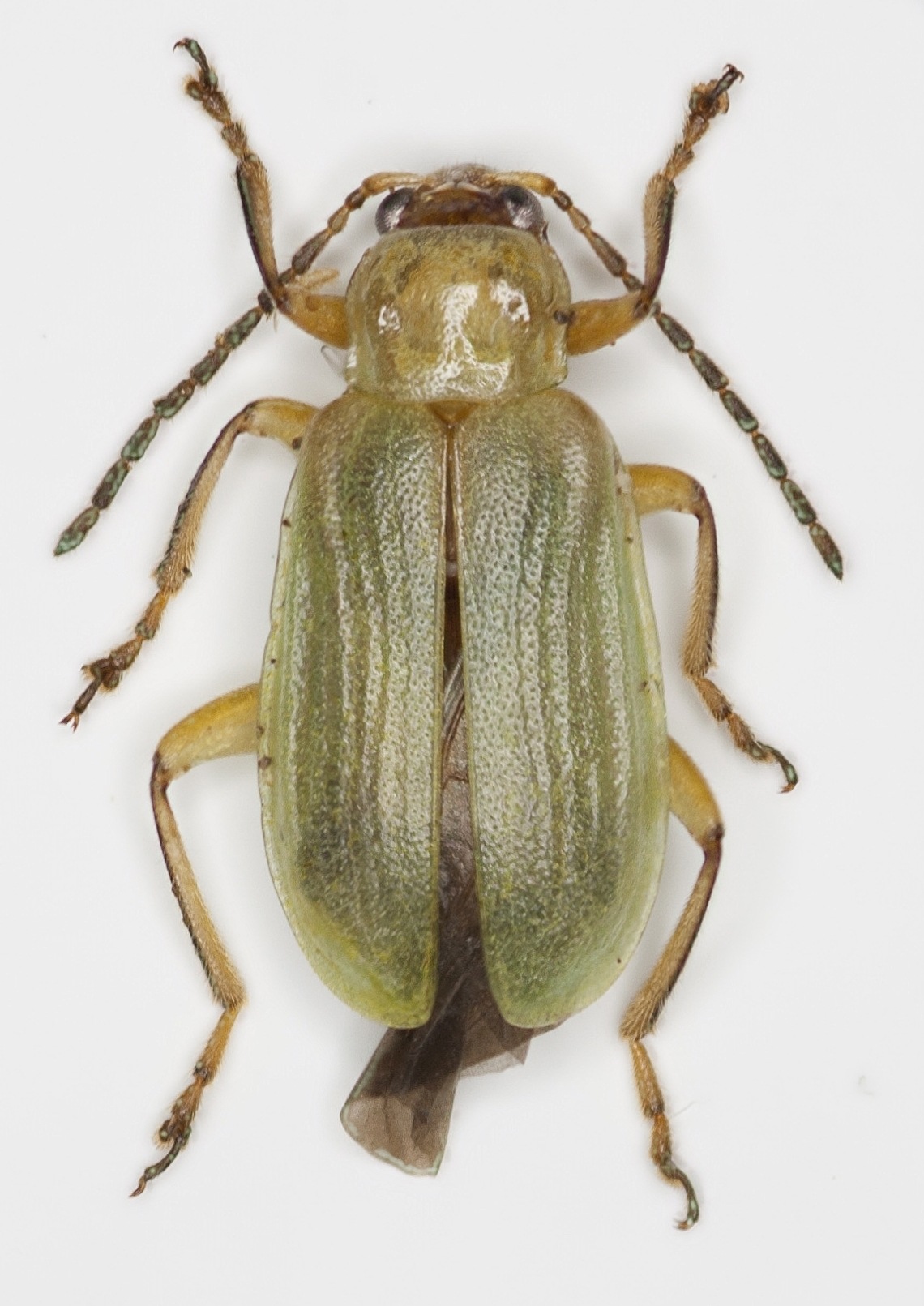 Diabrotica barberi
