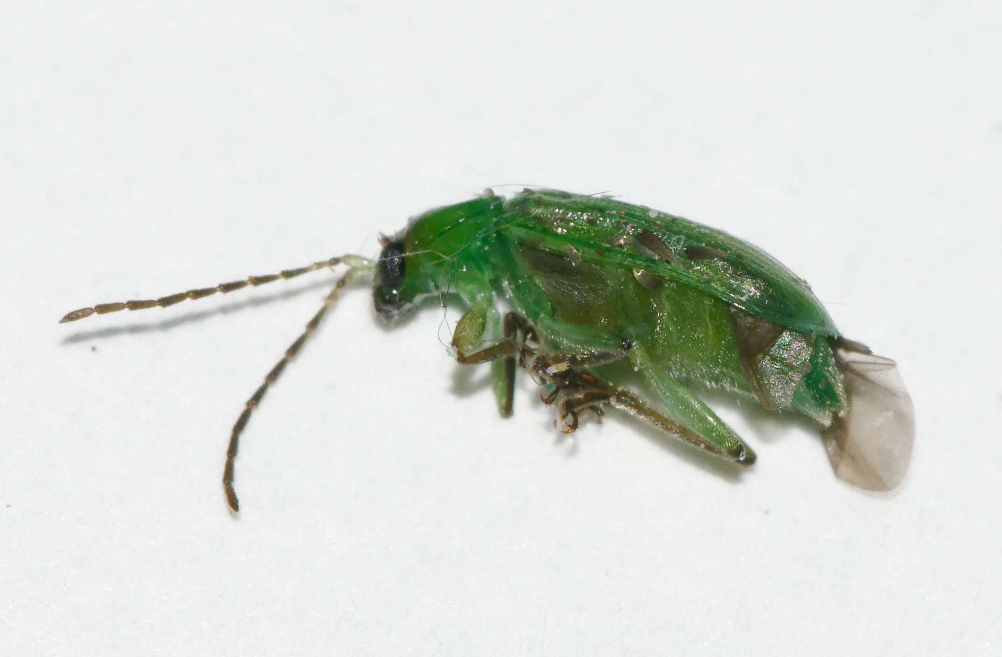 Diabrotica barberi