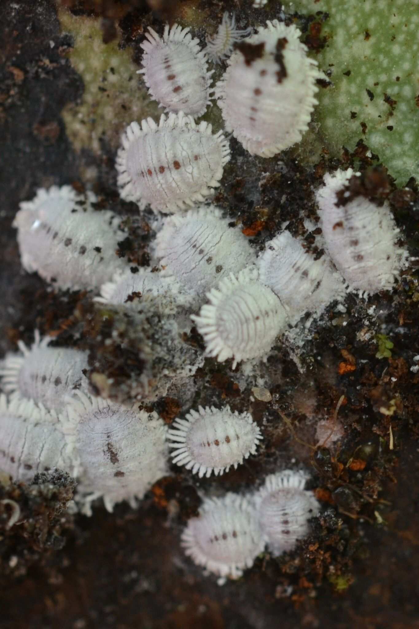 Formicococcus njalensis