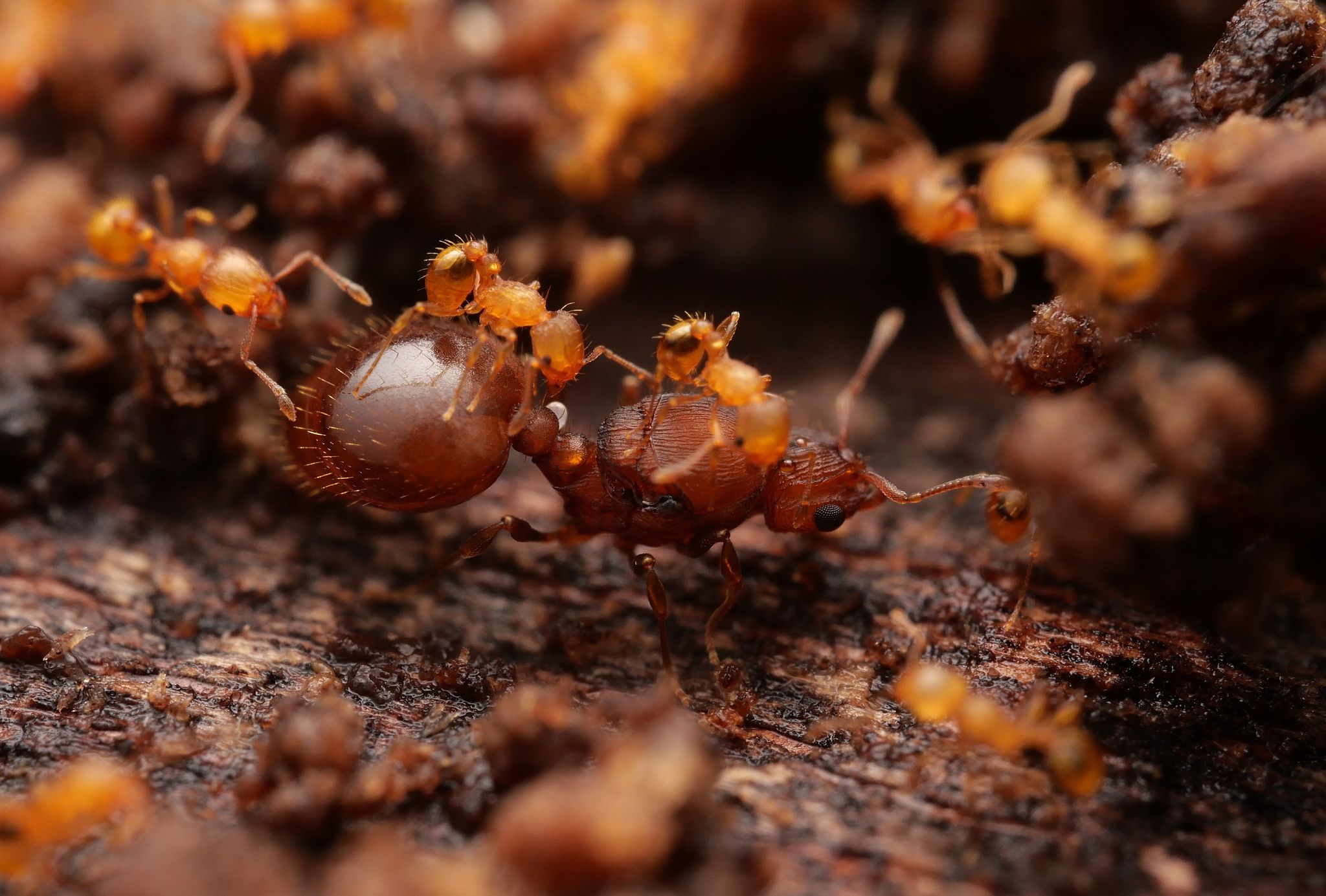 Wasmannia auropunctata