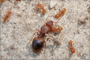 Wasmannia auropunctata