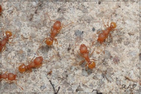 Wasmannia auropunctata