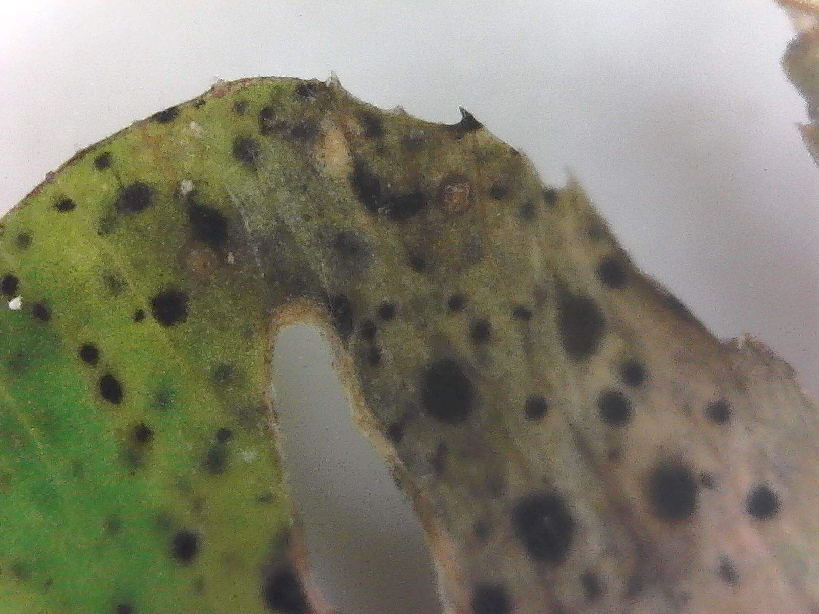 Leptosphaerulina trifolii