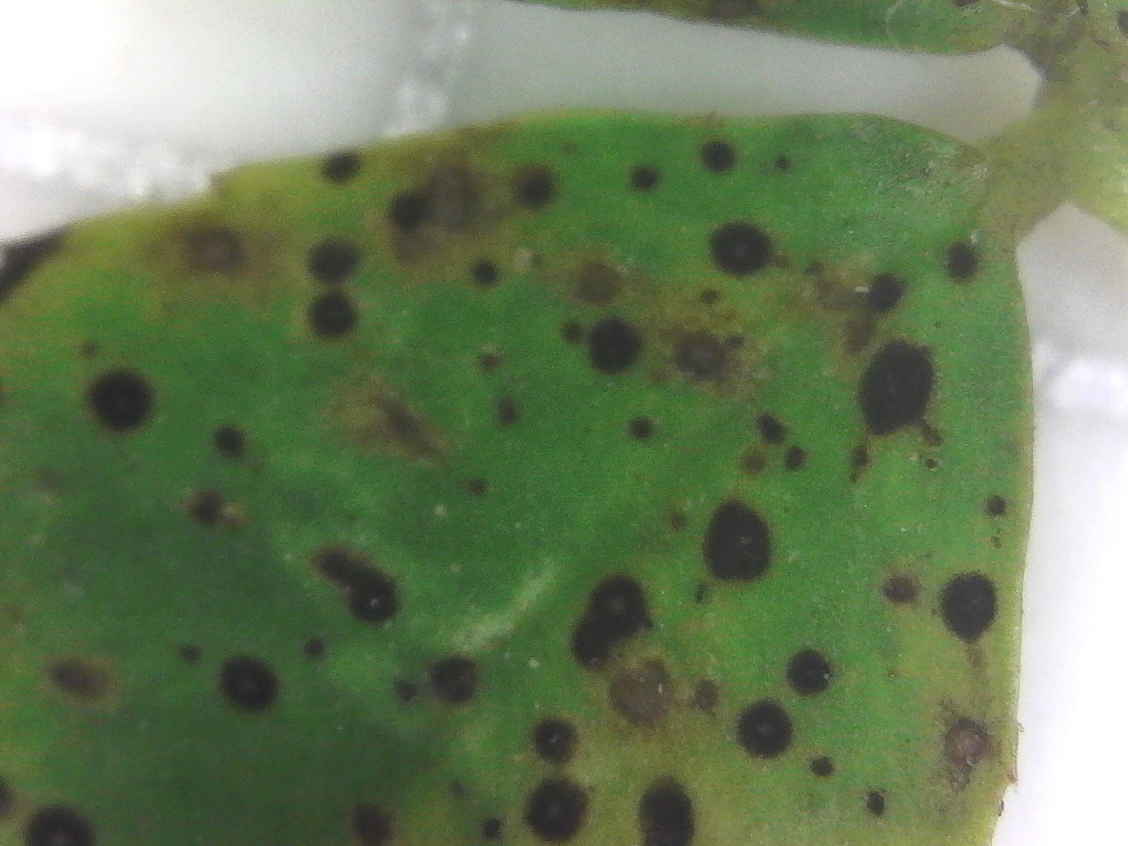 Leptosphaerulina trifolii