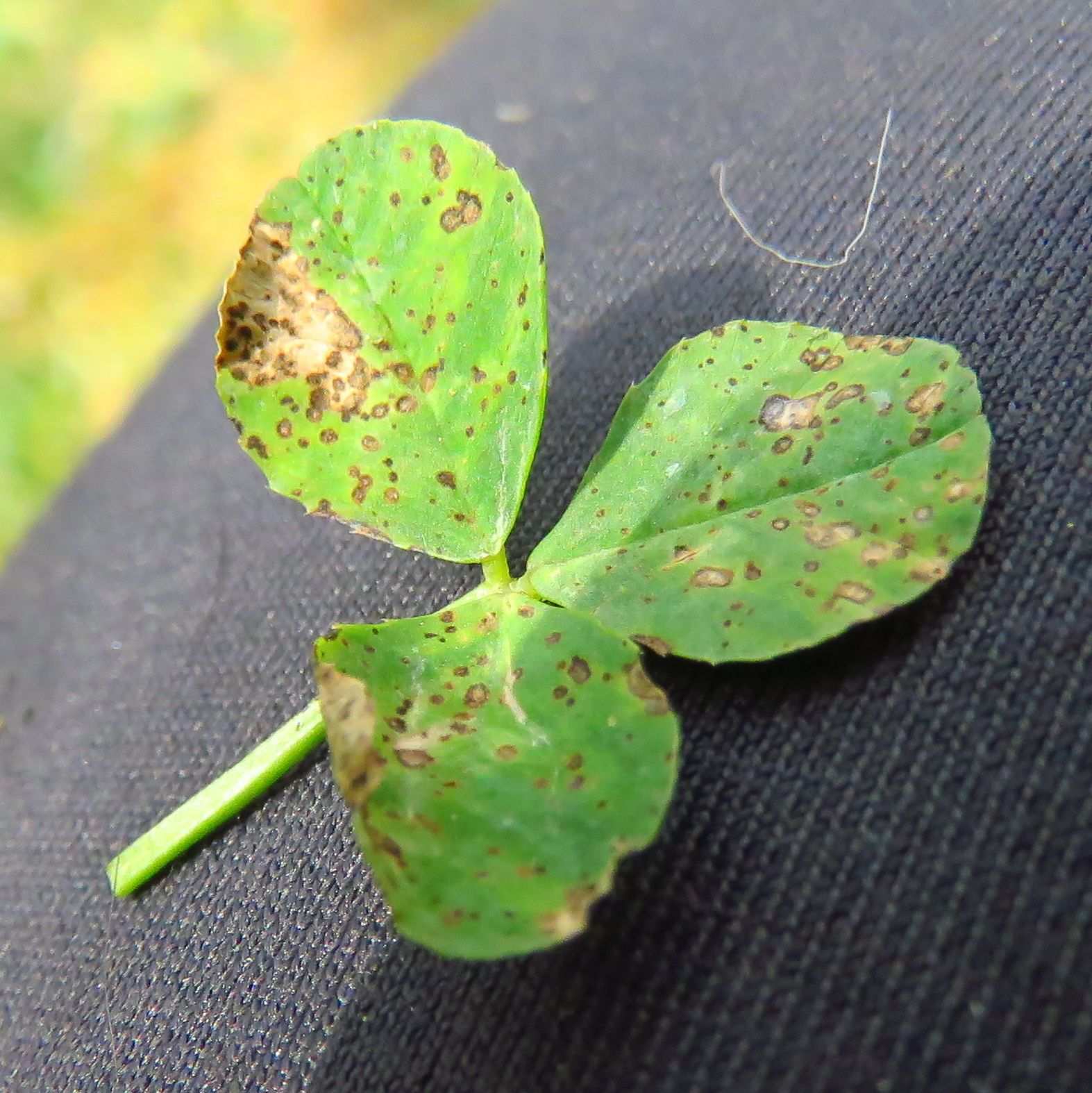 Leptosphaerulina trifolii