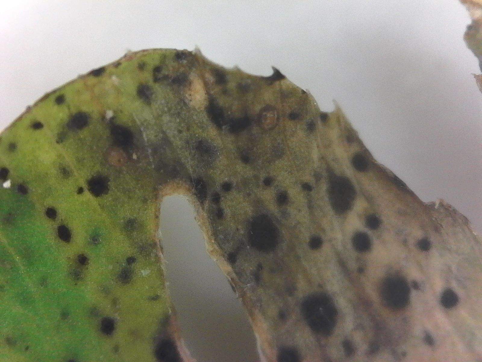 Leptosphaerulina trifolii