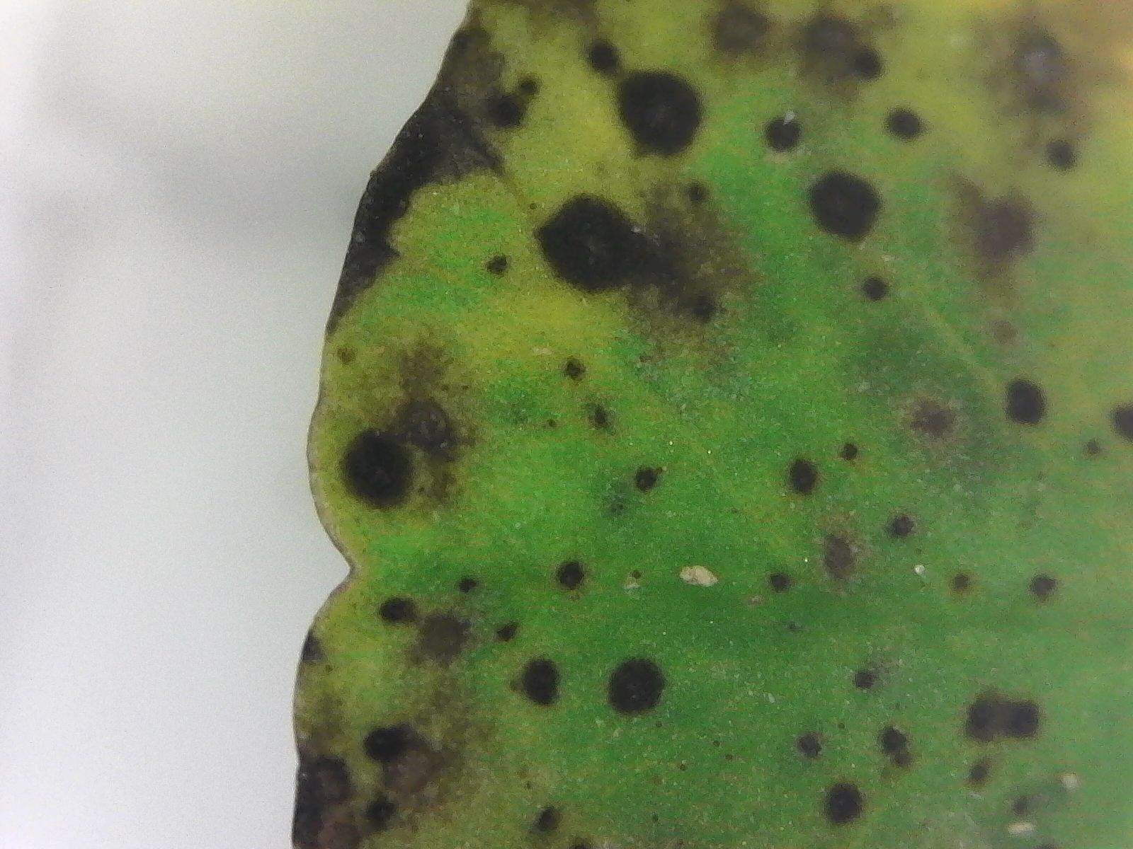 Leptosphaerulina trifolii