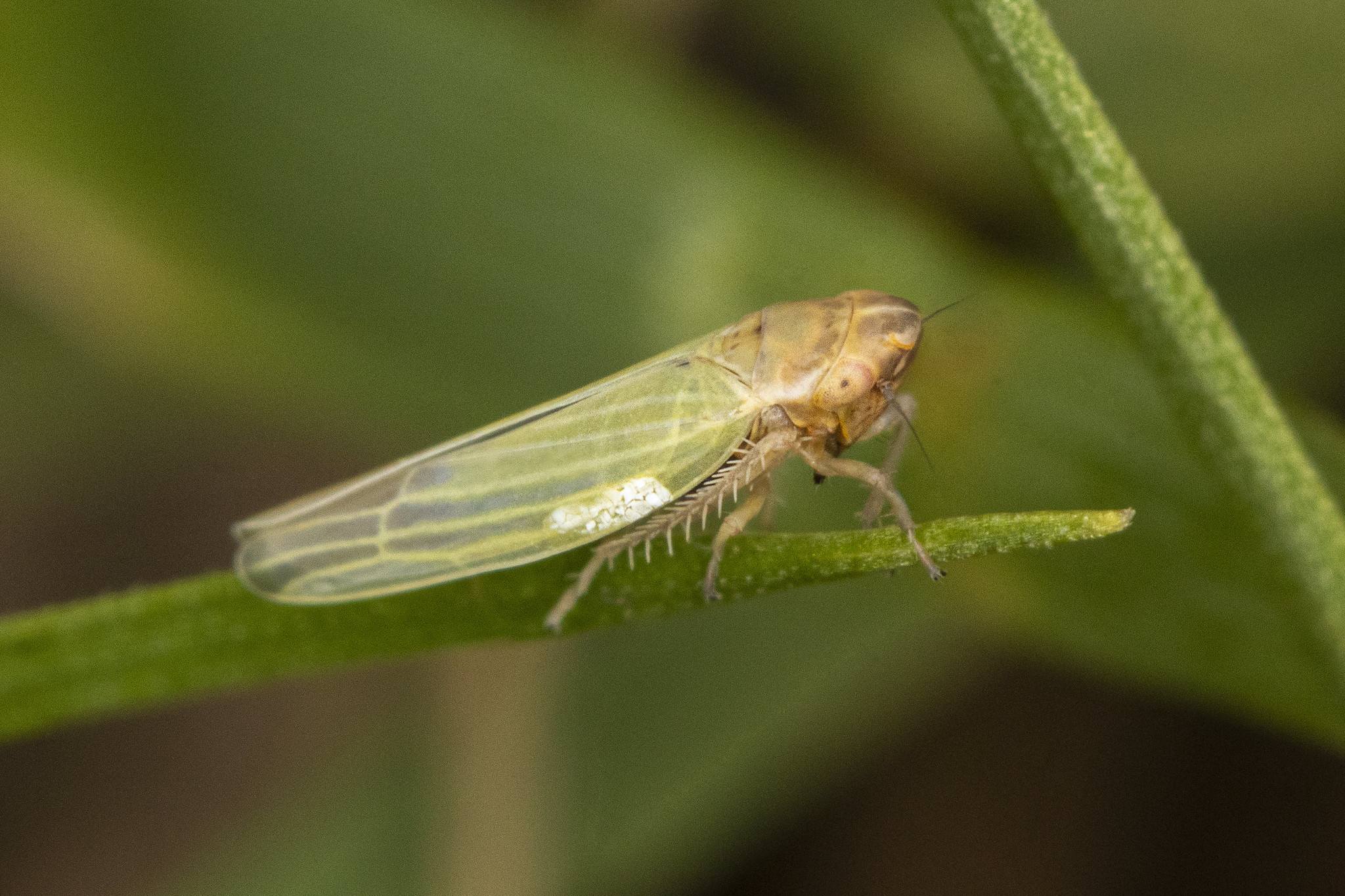 Dikraneura
