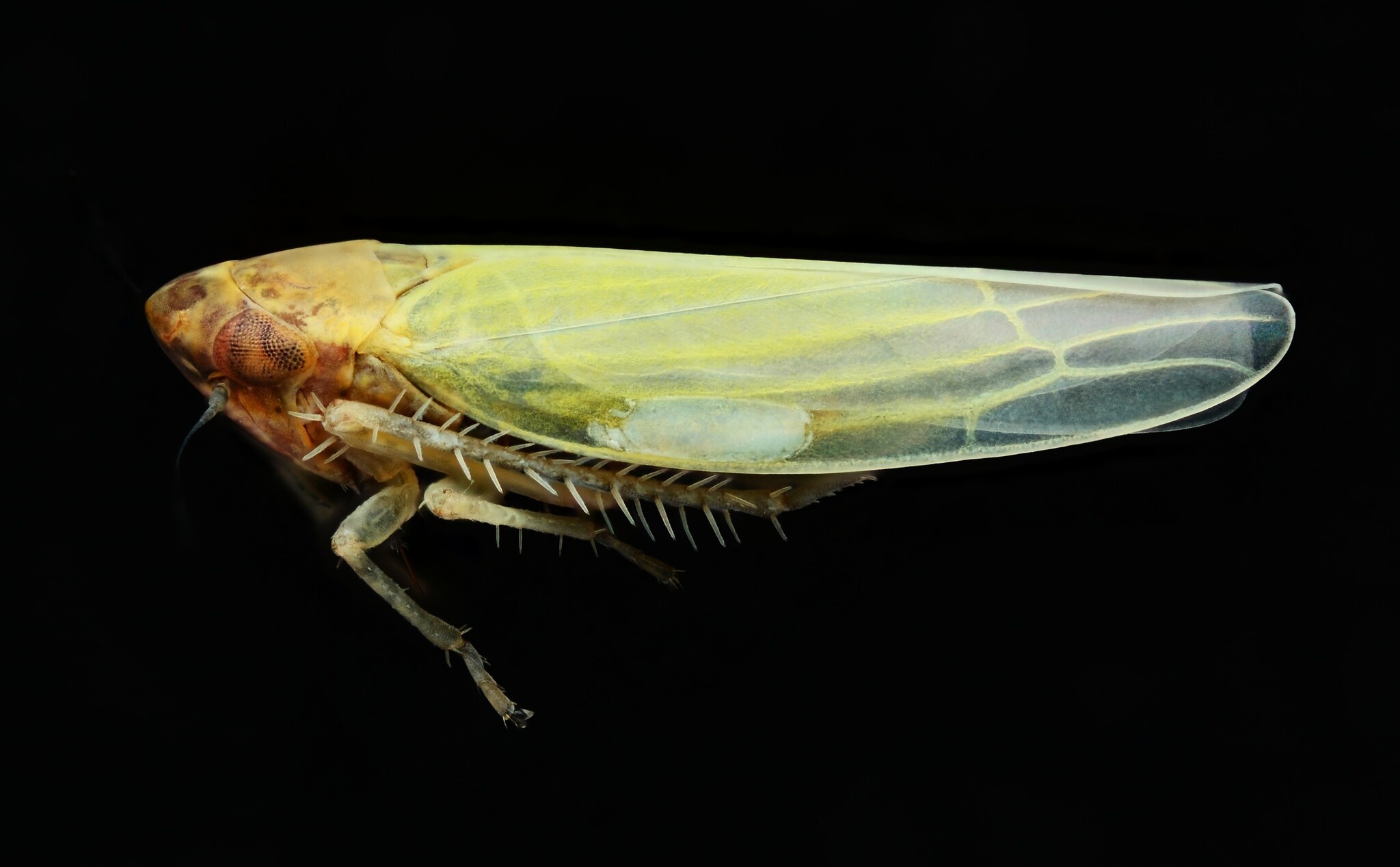 Dikraneura