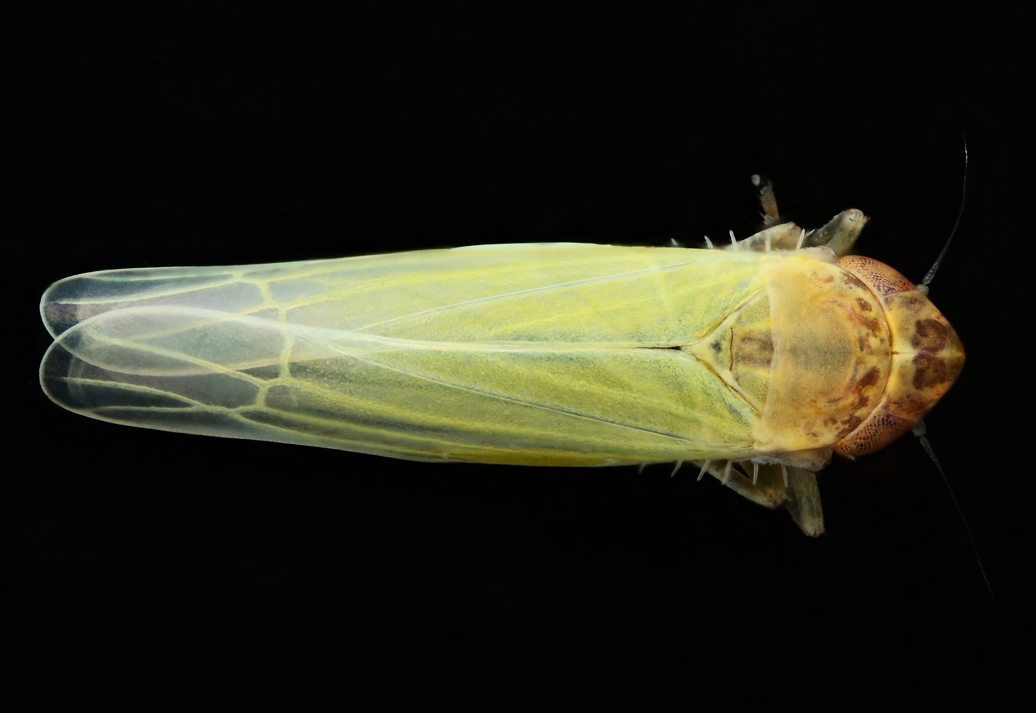 Dikraneura
