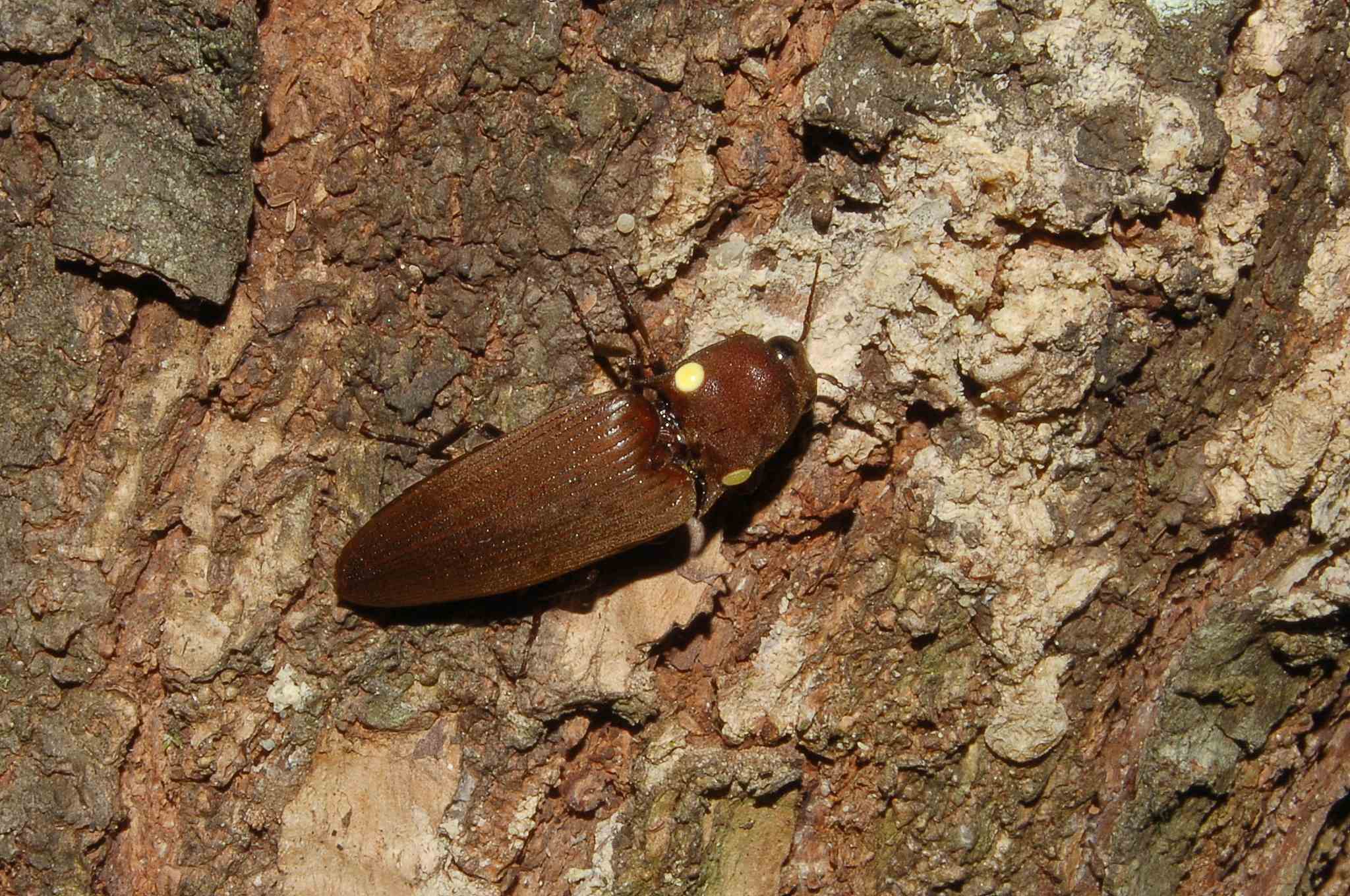 Pyrophorus