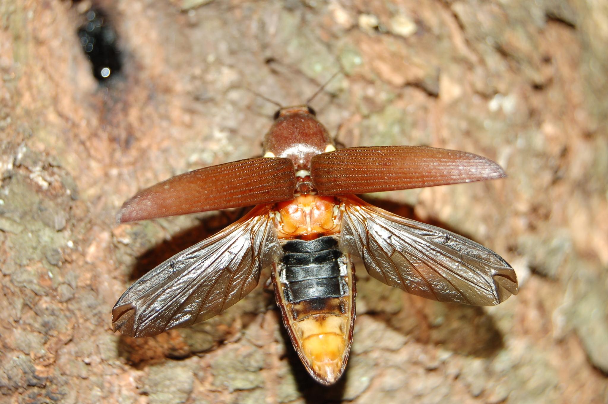 Pyrophorus