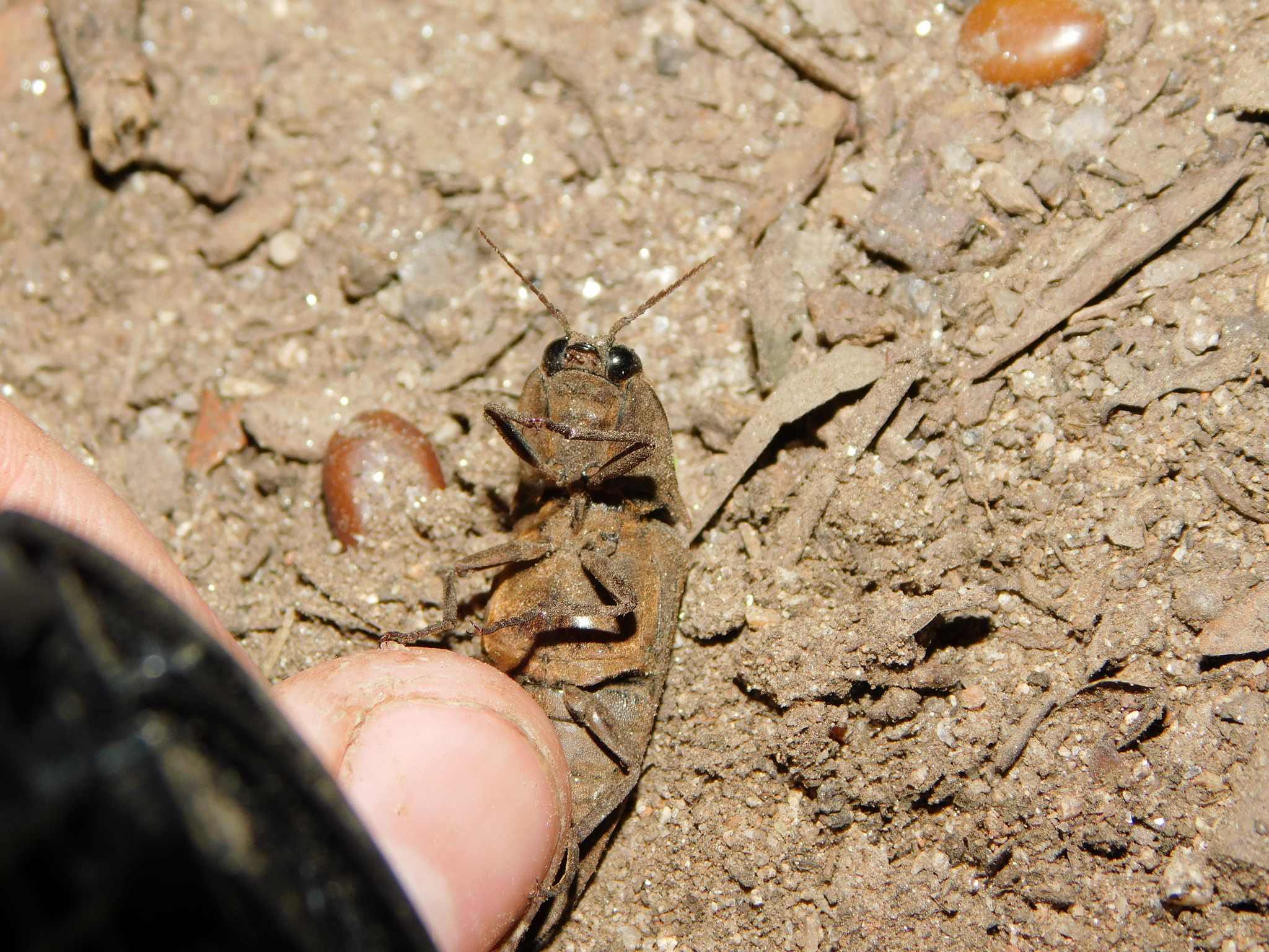 Pyrophorus