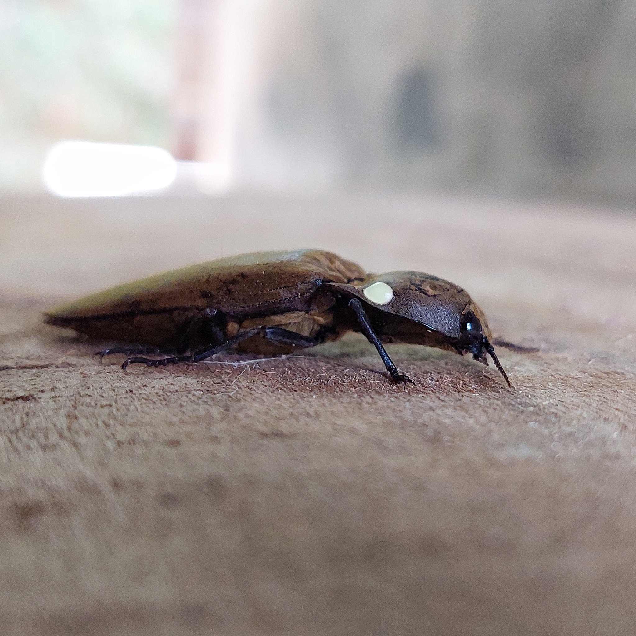 Pyrophorus