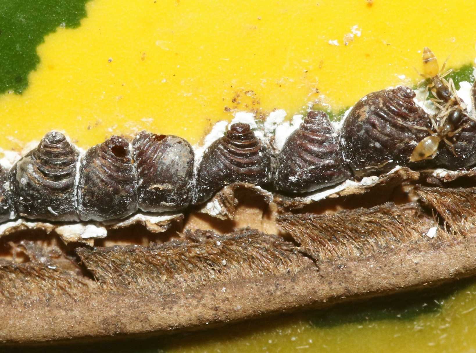 Chaetococcus bambusae