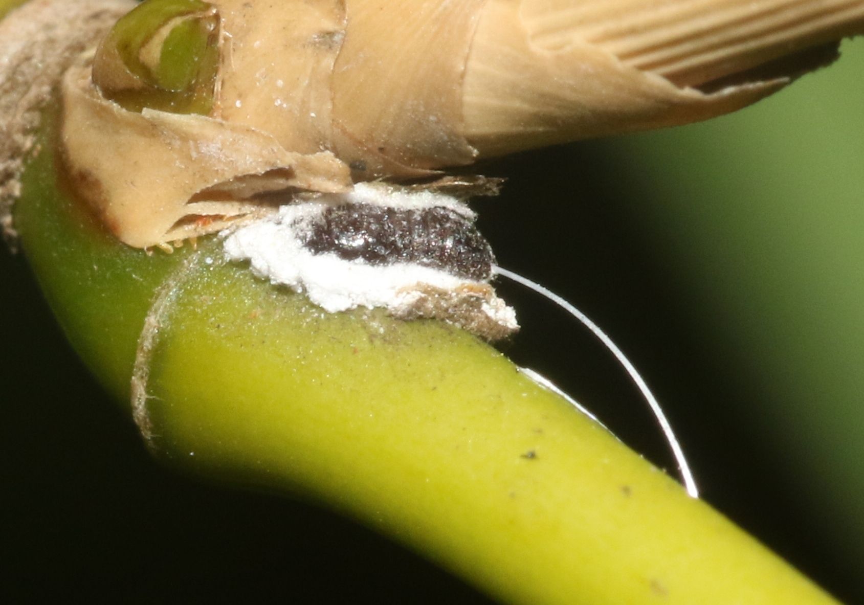 Chaetococcus bambusae