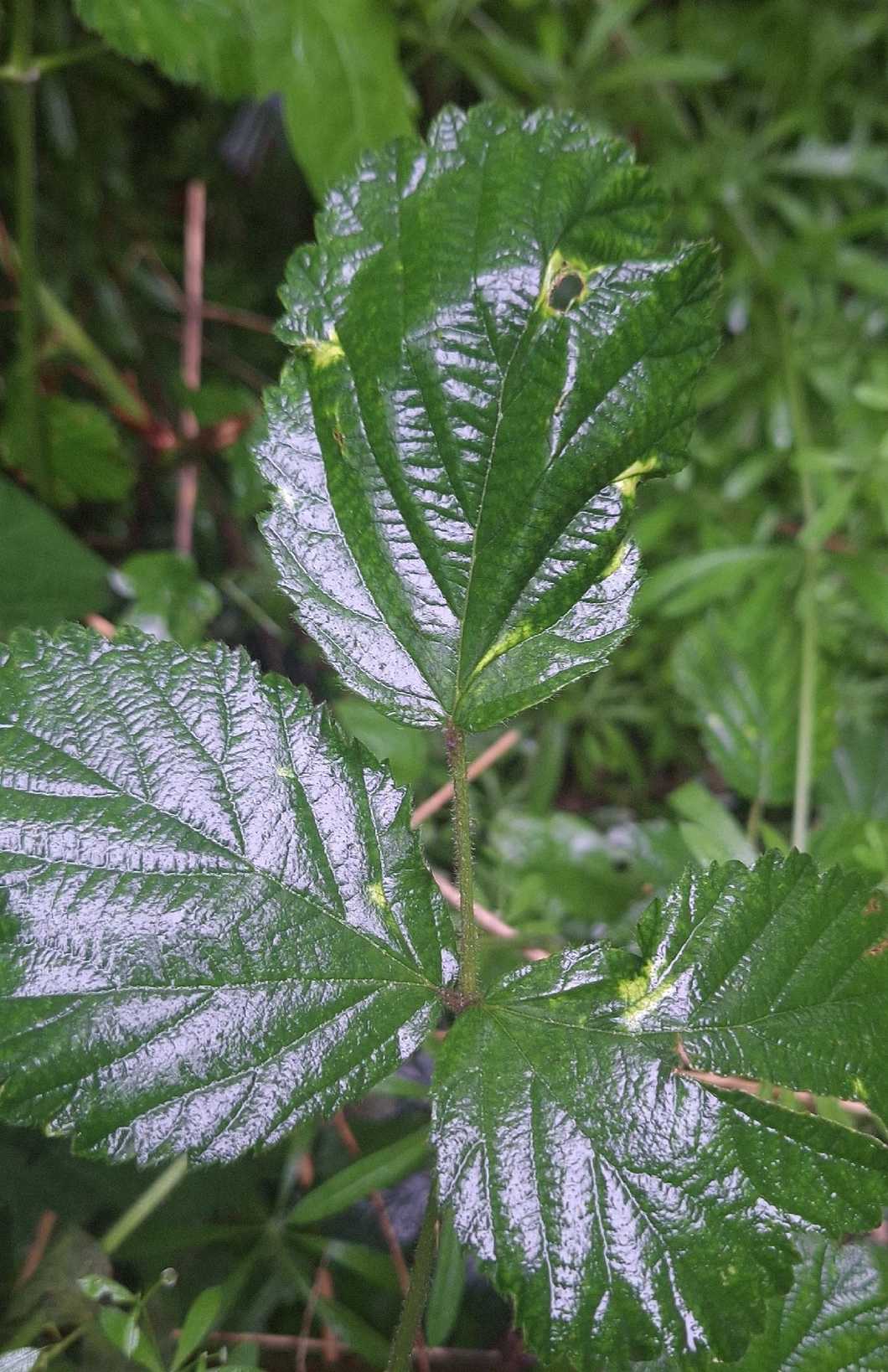 Phyllocoptes gracilis